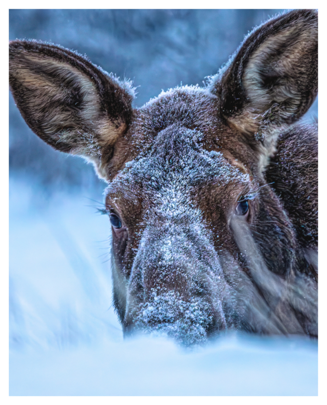Main image Moose Peek-A-Boo