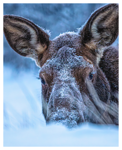 Main image Moose Peek-A-Boo